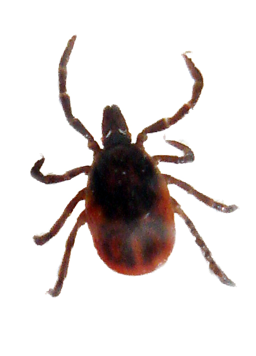 Lyme Disease Action About Ticks Lyme Disease Action